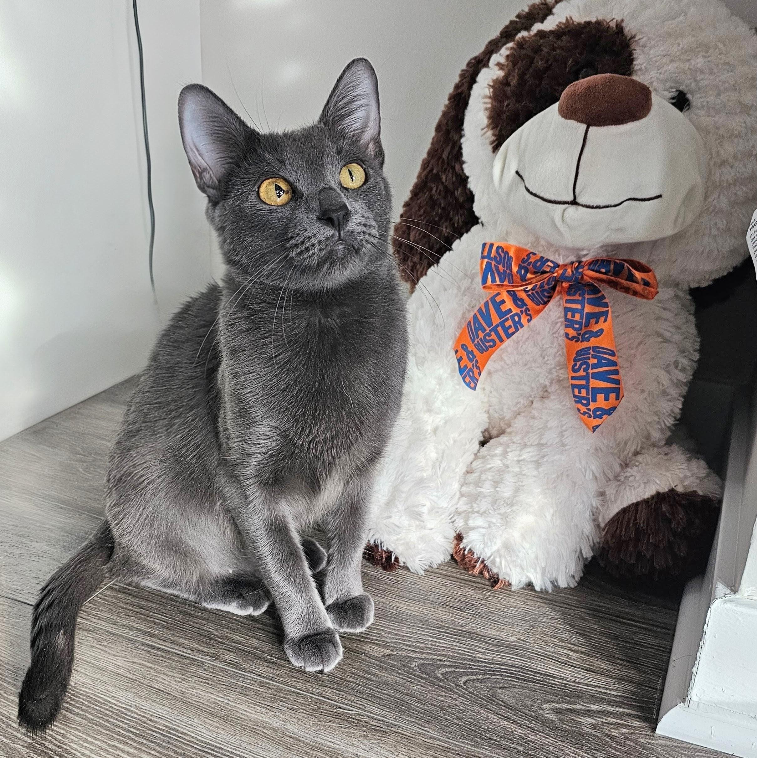 Dove, an adopted mixed breed in Chicago, IL image 1/6