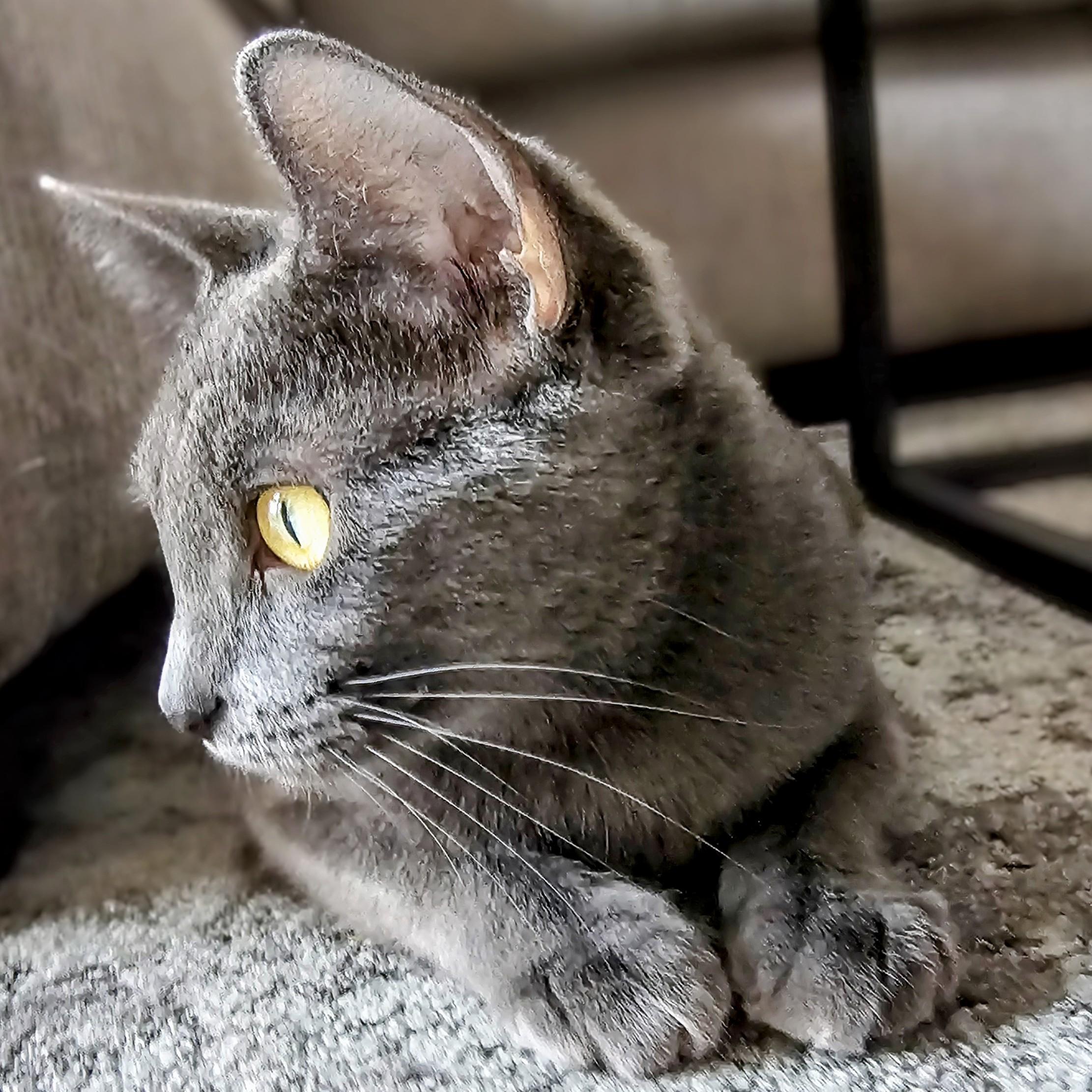 Dove, an adopted mixed breed in Chicago, IL image 2/6