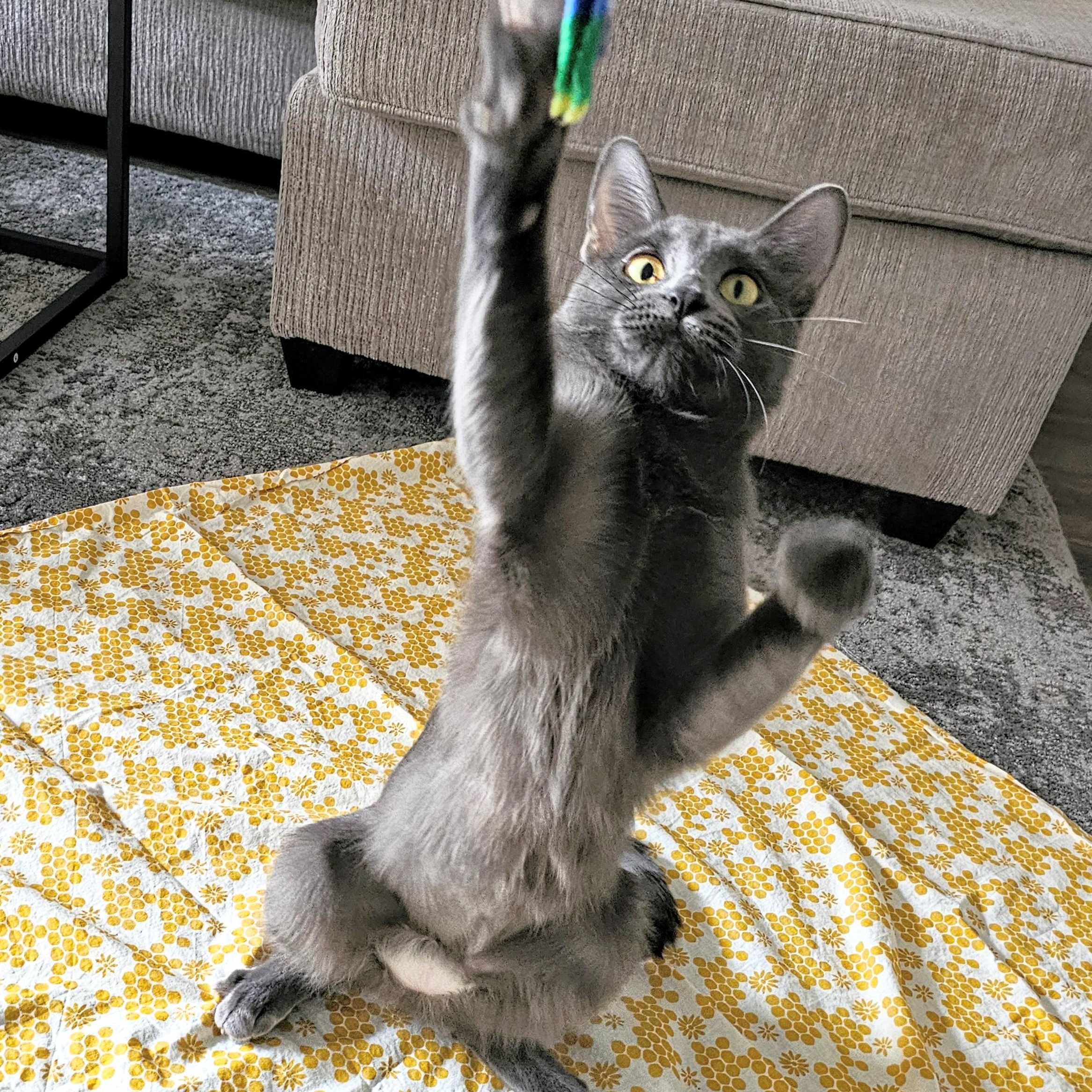 Dove, an adopted mixed breed in Chicago, IL image 3/6