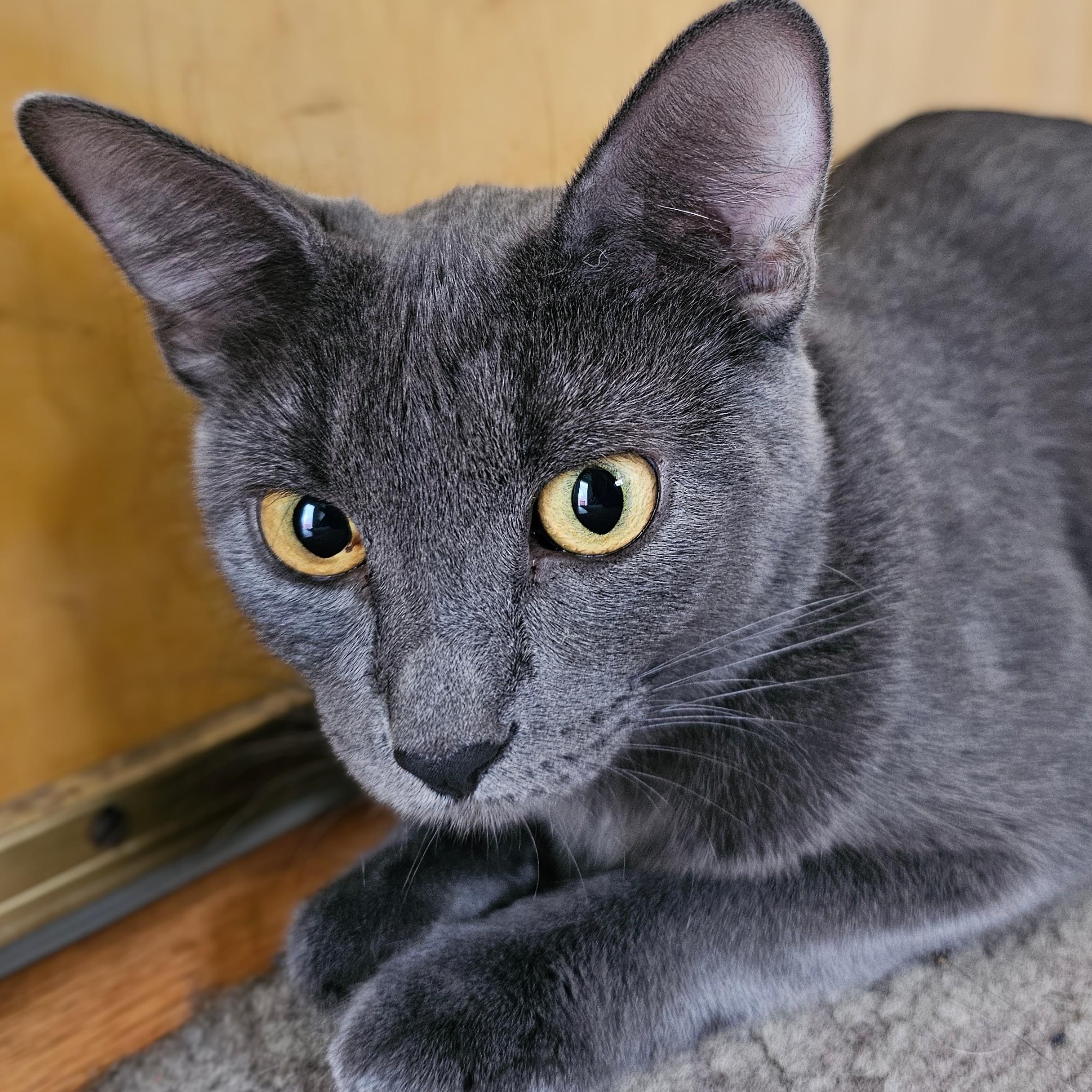 Dove, Adoptable, Adult Female Domestic Short Hair & Russian Blue.