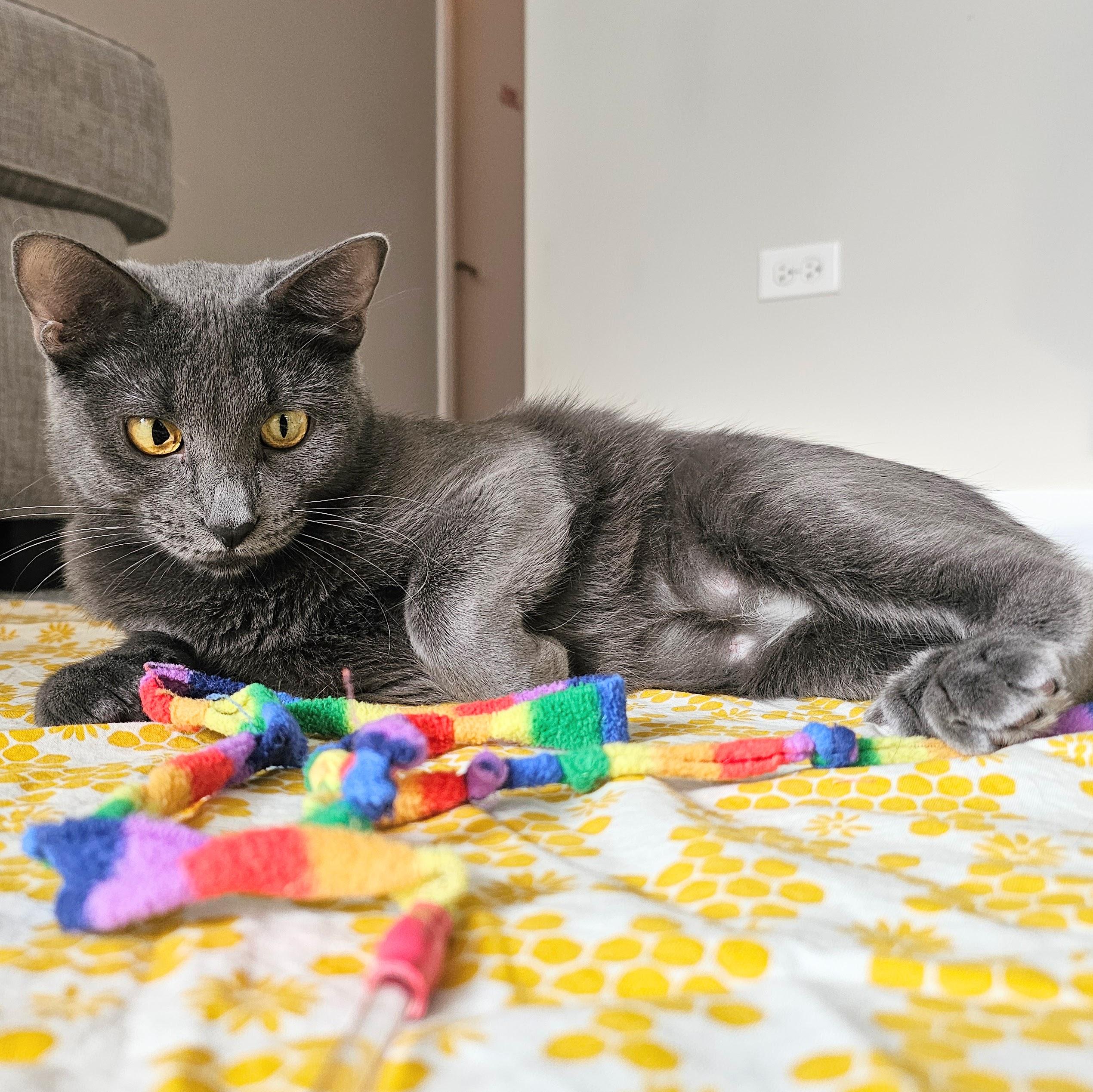 Dove, an adopted mixed breed in Chicago, IL image 5/6