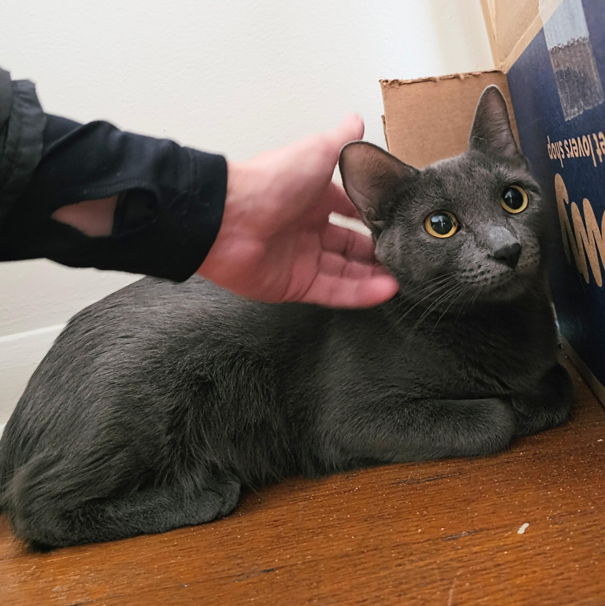 Dove, a Adoptable mixed breed in Chicago, IL image 2/5