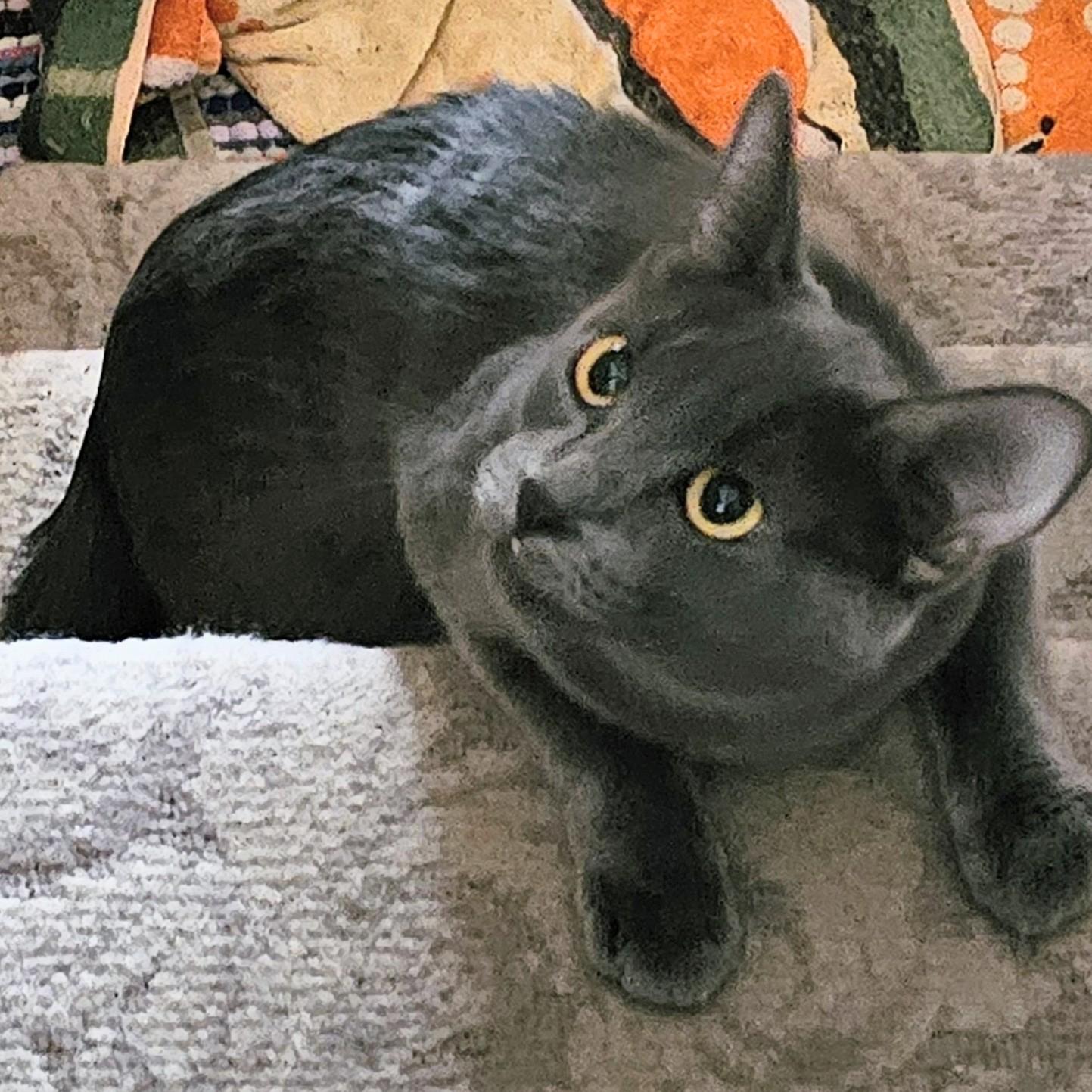 Dove, a Adoptable mixed breed in Chicago, IL image 3/5