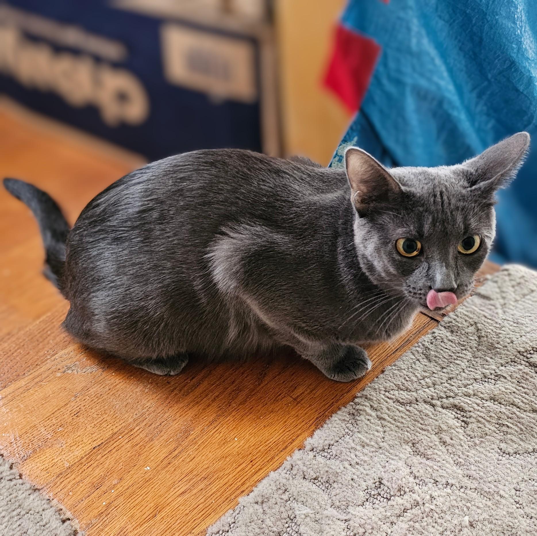 Dove, a Adoptable mixed breed in Chicago, IL image 4/5