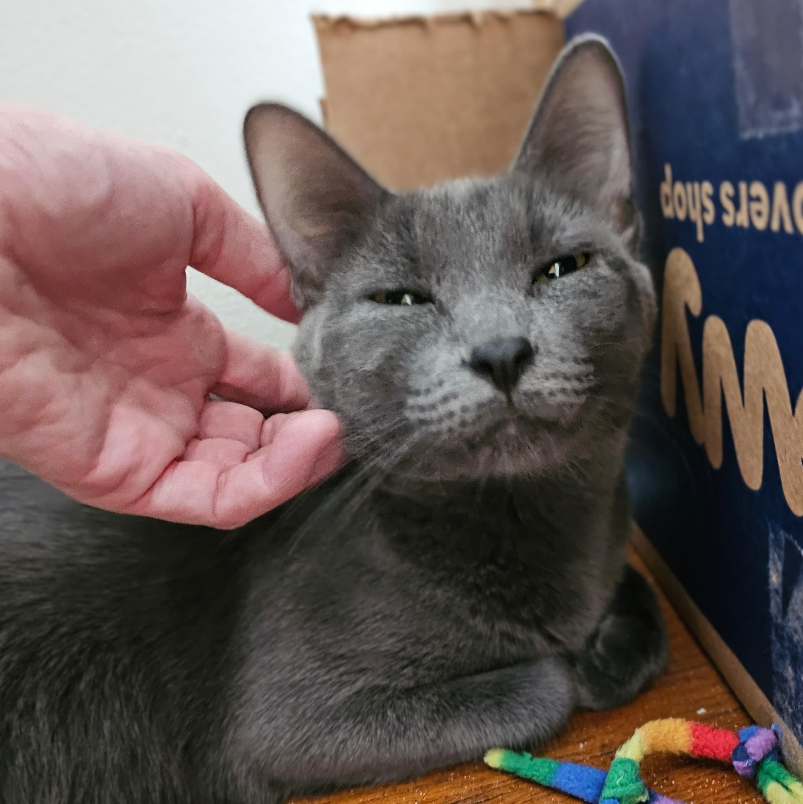 Dove, a Adoptable mixed breed in Chicago, IL image 5/5