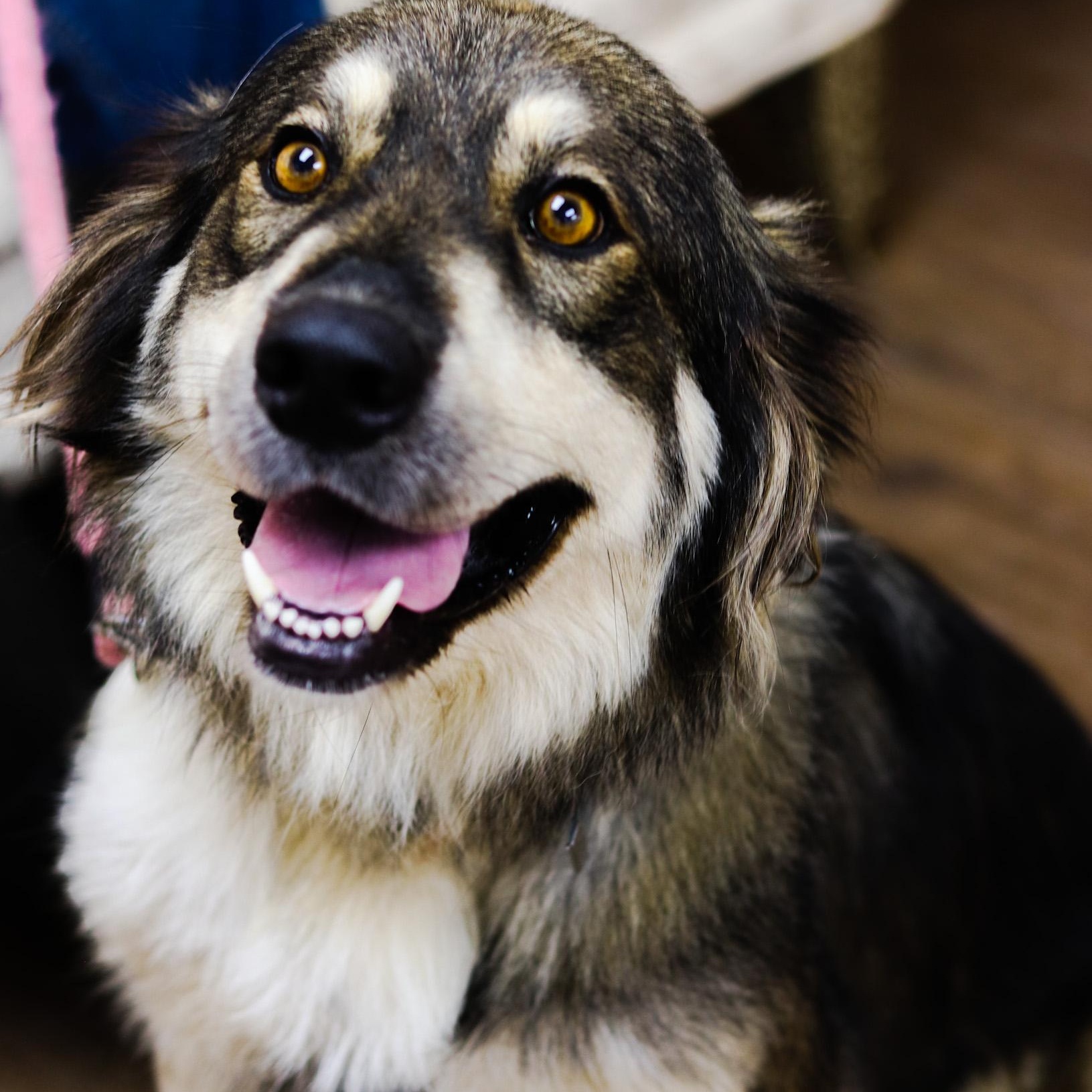 Millie, a Adoptable mixed breed in Bowie, TX image 2/4