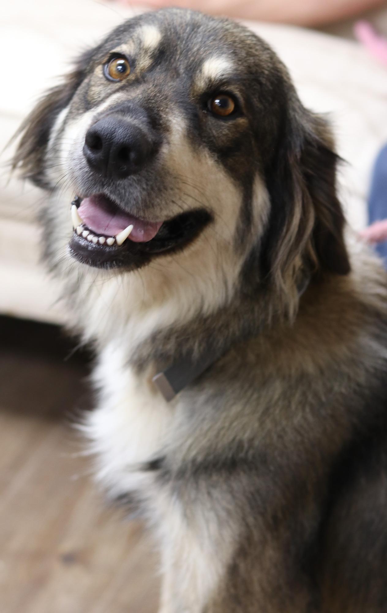 Millie, a Adoptable mixed breed in Bowie, TX image 3/4