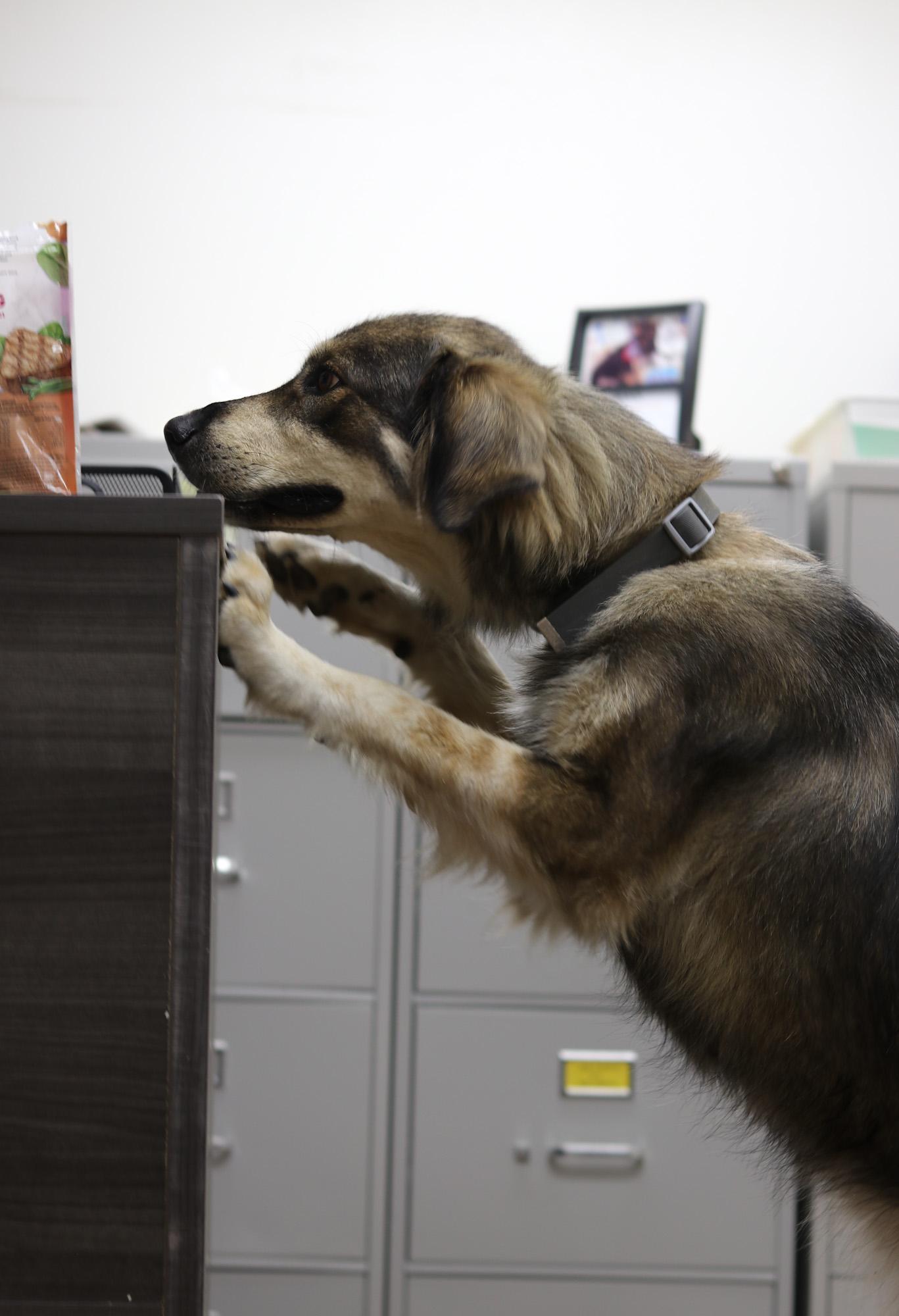 Millie, a Adoptable mixed breed in Bowie, TX image 4/4