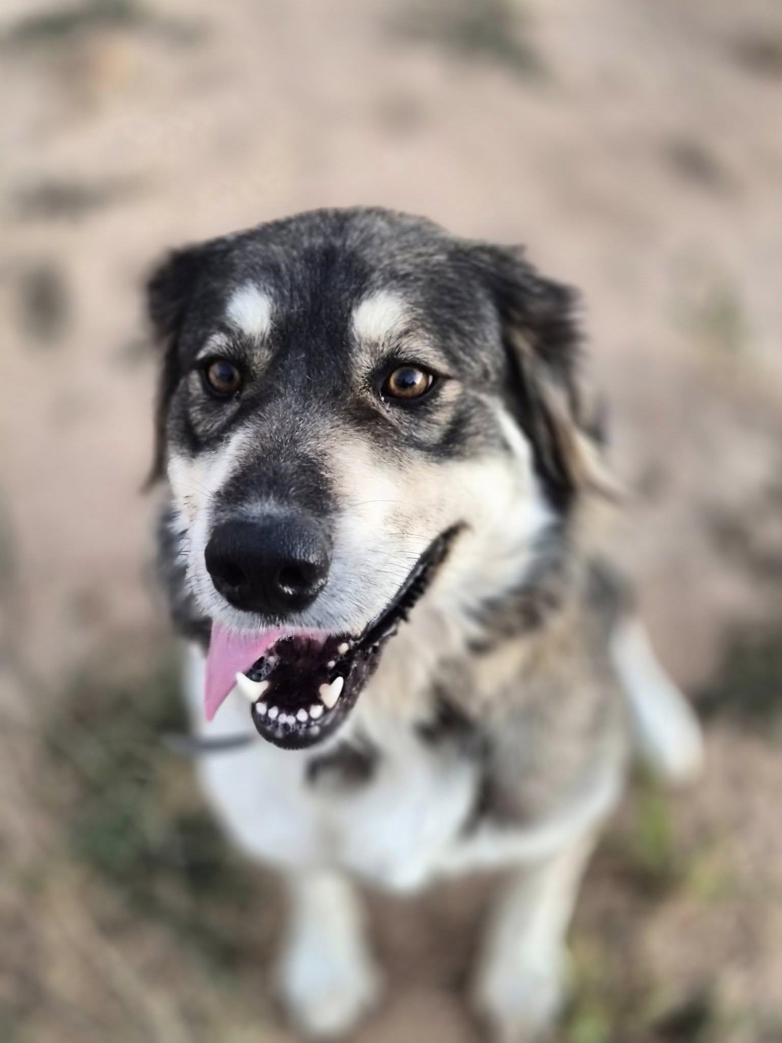 Millie, Adoptable, Adult Female Anatolian Shepherd & Husky.