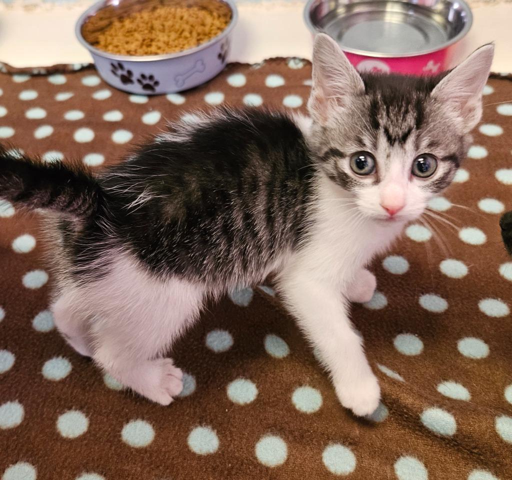 Opal, Adoptable, Kitten Female Domestic Short Hair.