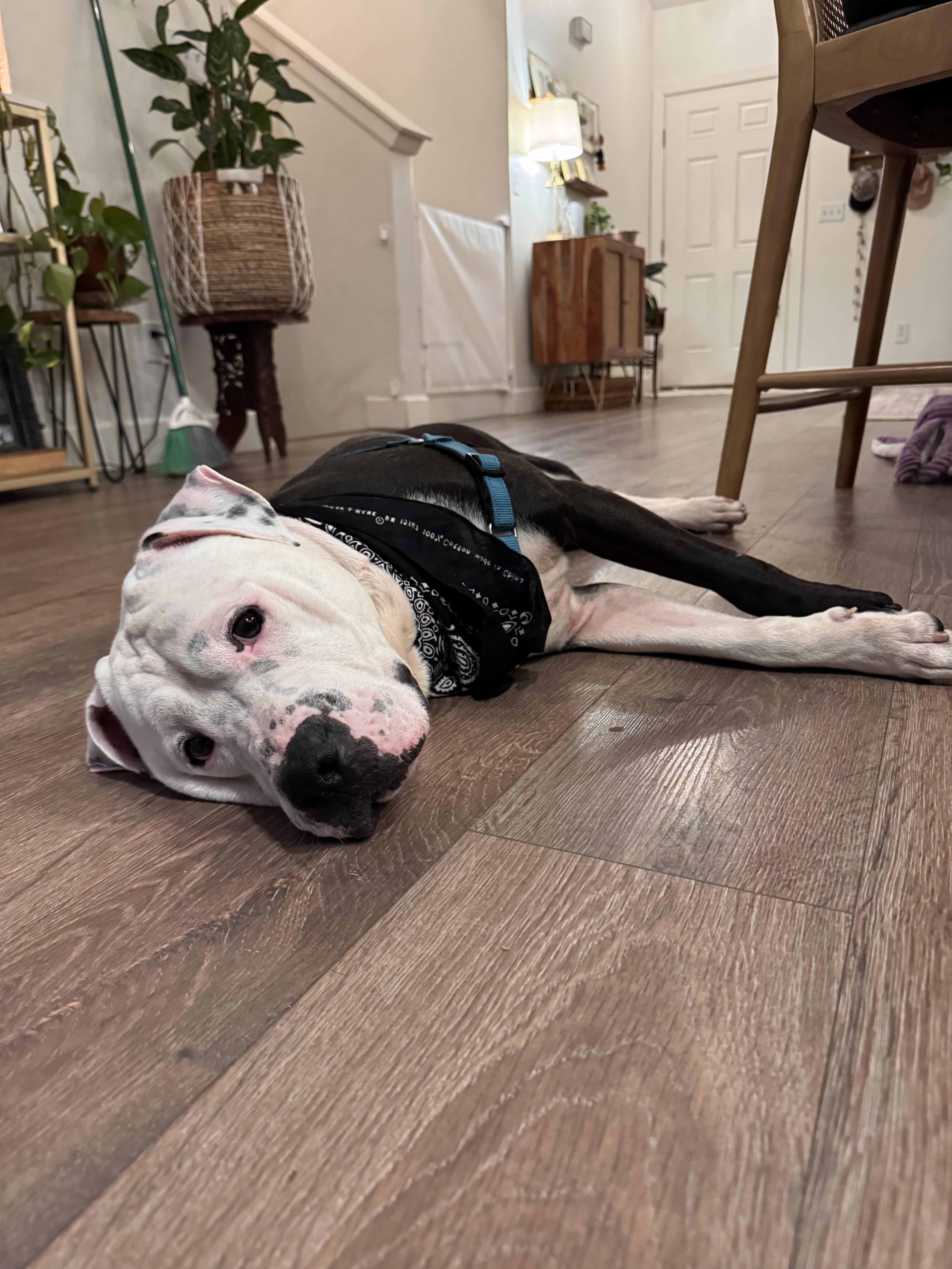 Enlarge Rex, a Adoptable mixed breed in Olympia, WA image 4/6