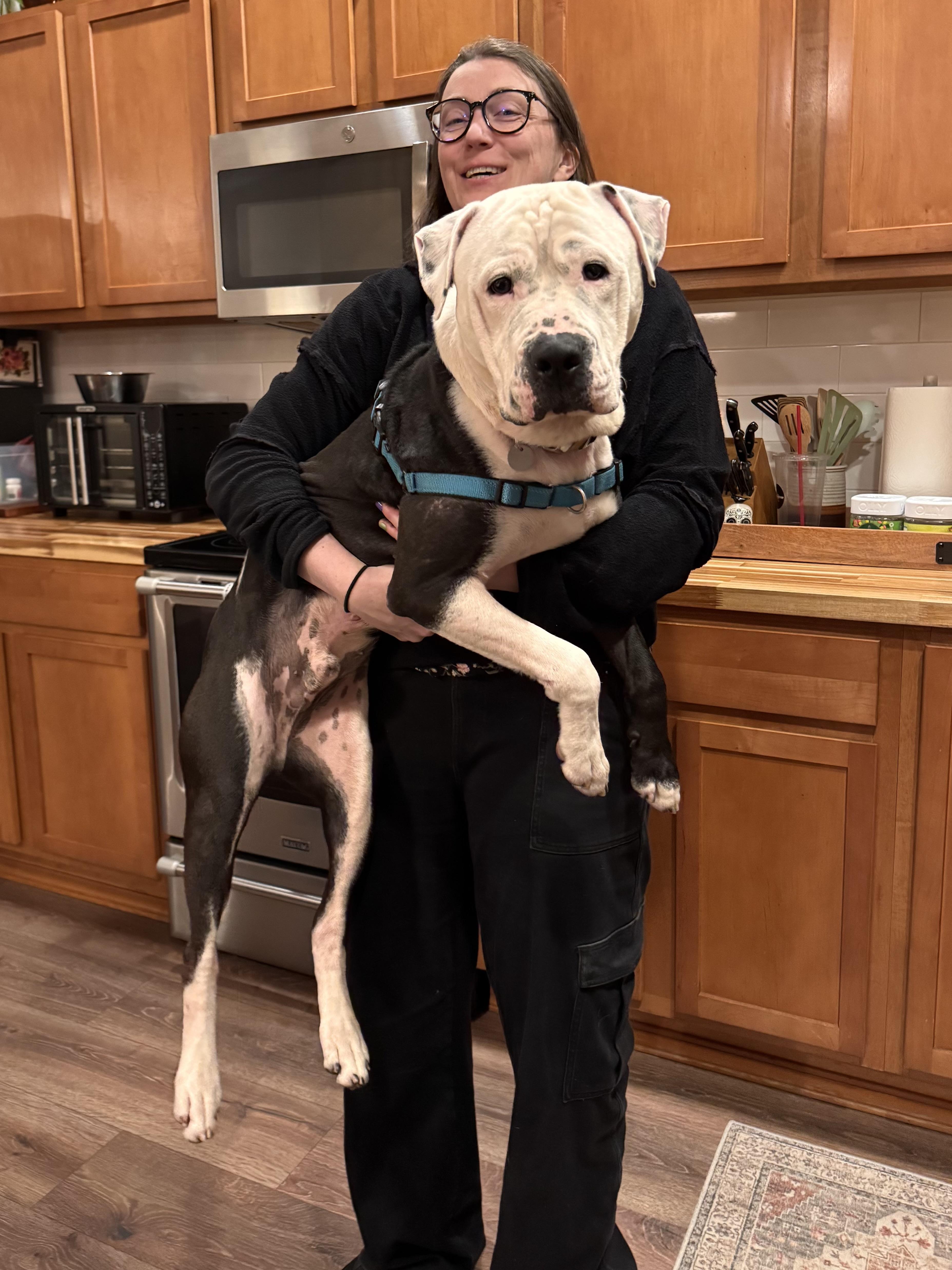 Enlarge Rex, a Adoptable mixed breed in Olympia, WA image 6/6