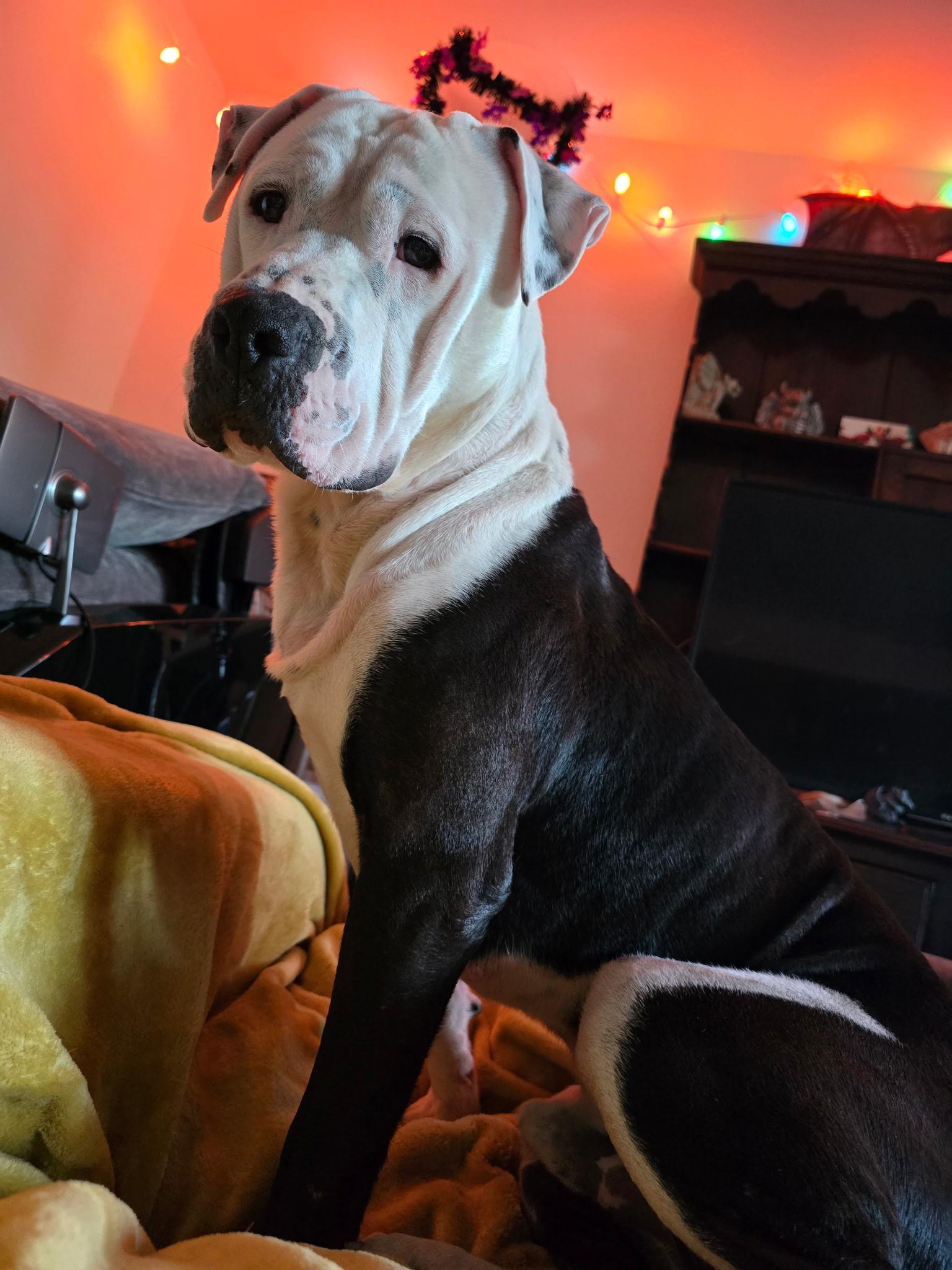 Enlarge Rex, a Adoptable mixed breed in Olympia, WA image 2/6