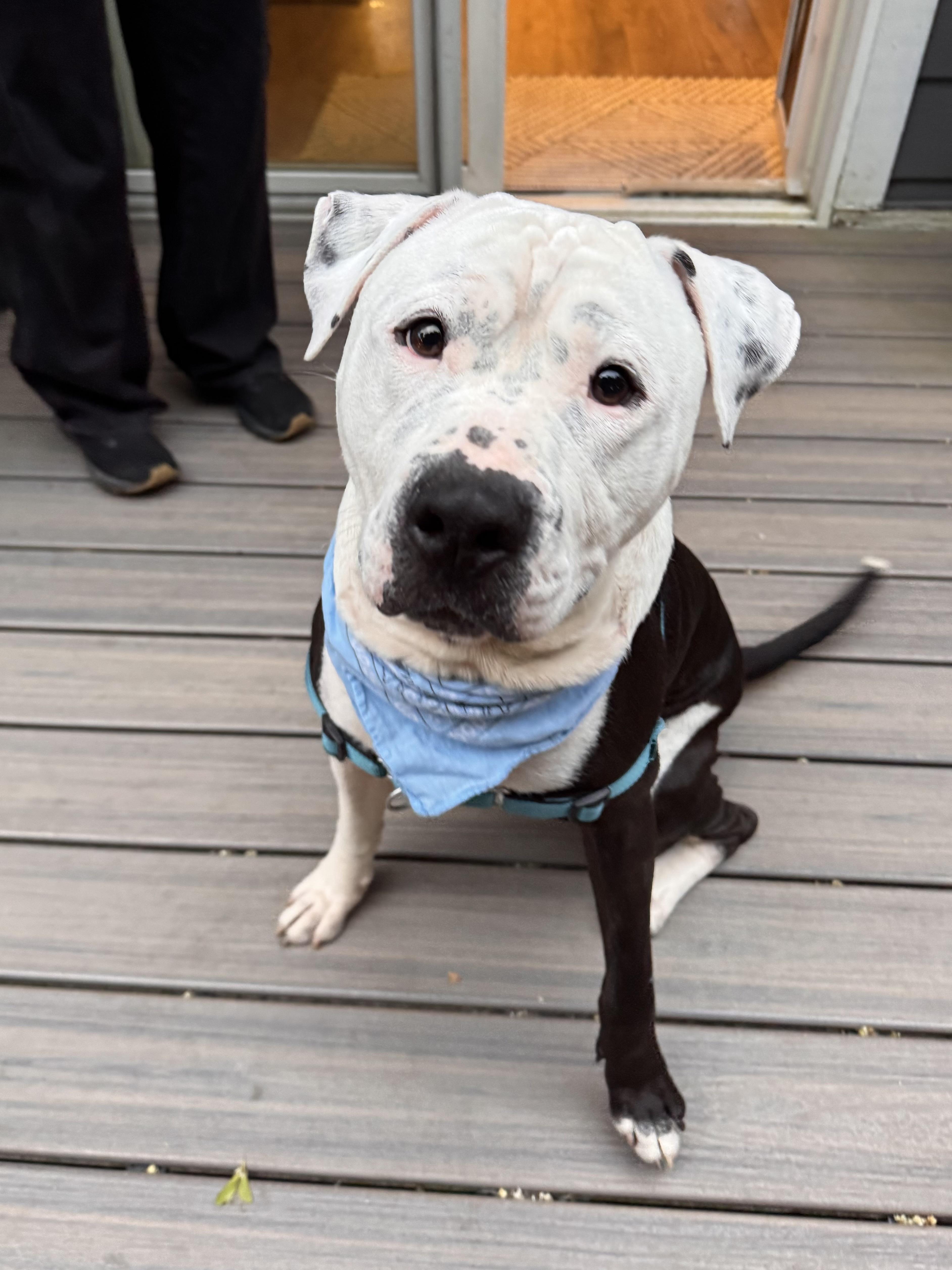 Enlarge Rex, a Adoptable mixed breed in Olympia, WA image 1/6