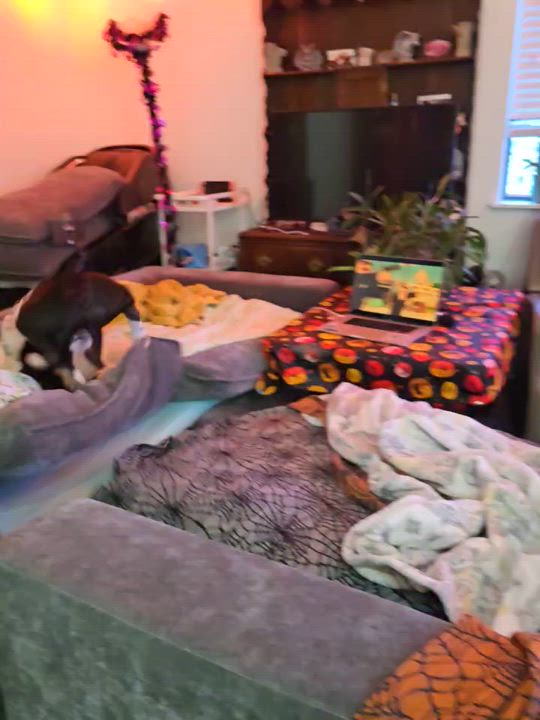Enlarge Rex, a Adoptable mixed breed in Olympia, WA video 5/6