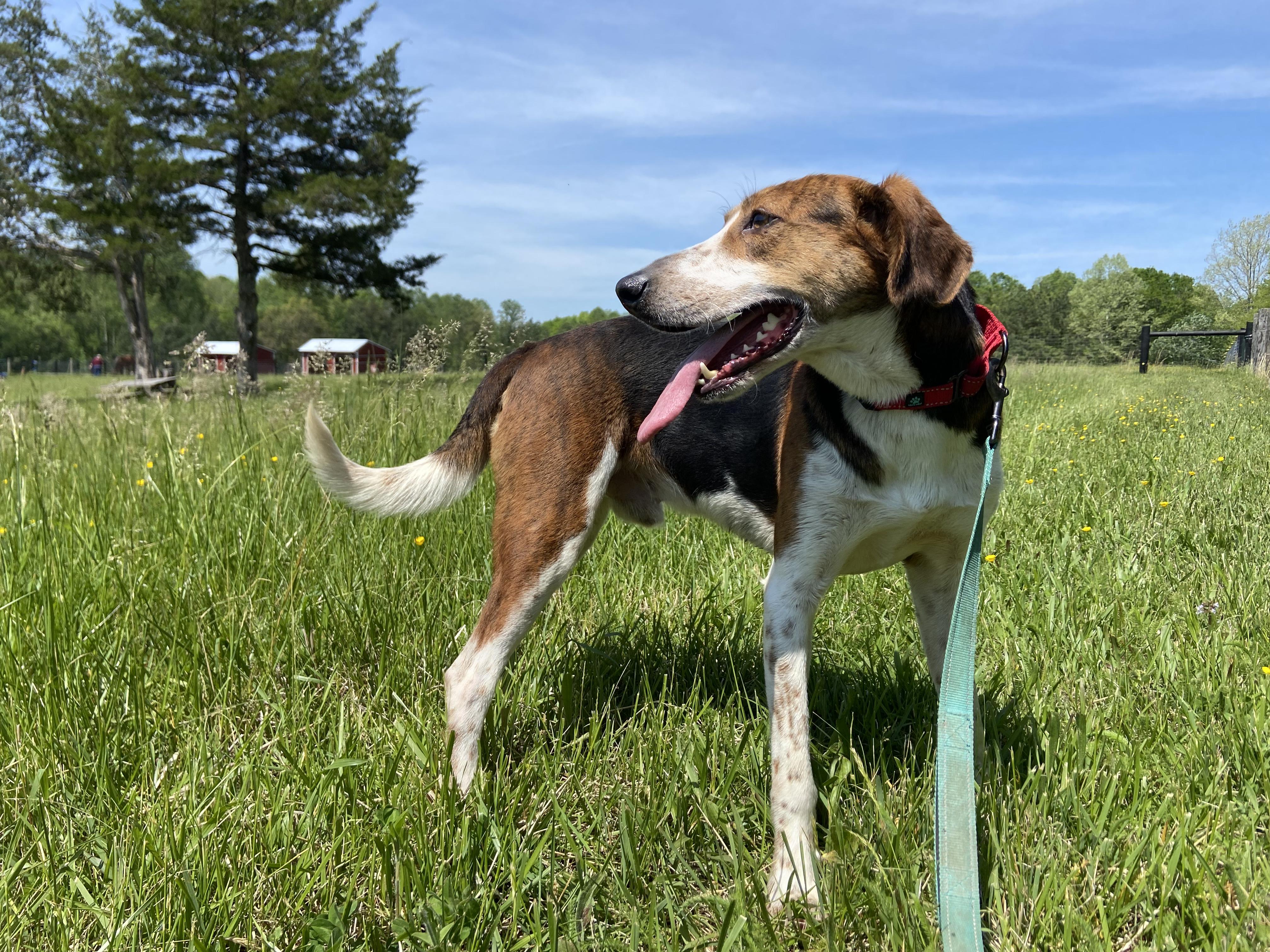 Enlarge Sawyer, a Adoptable mixed breed in Louisa, VA image 3/4
