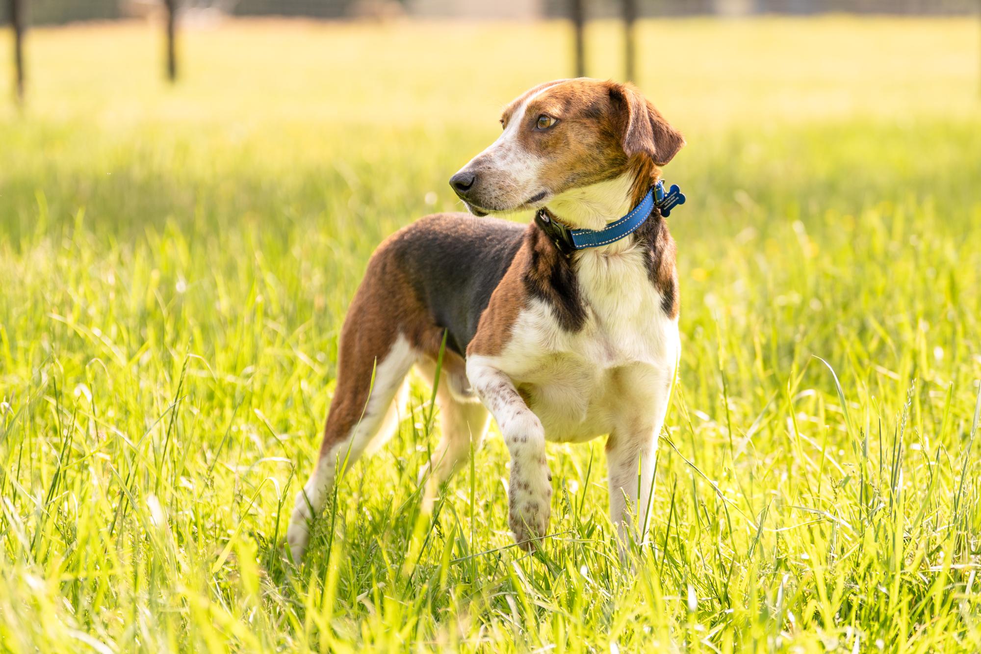 Sawyer, a Adoptable mixed breed in Louisa, VA image 4/4