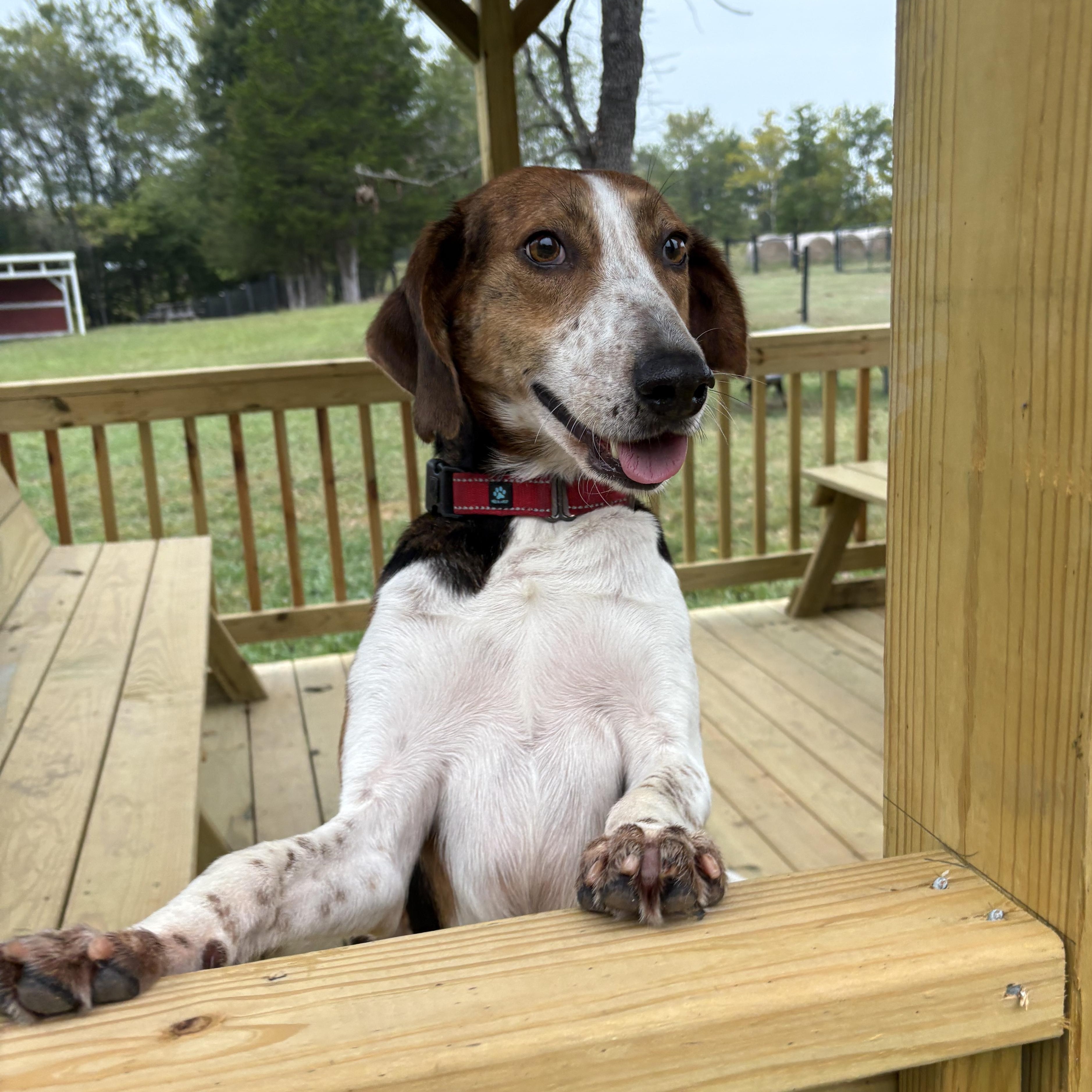 Enlarge Sawyer, a Adoptable mixed breed in Louisa, VA image 2/4