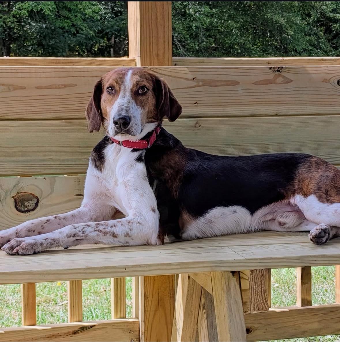 Sawyer, Adoptable, Adult Male Hound.