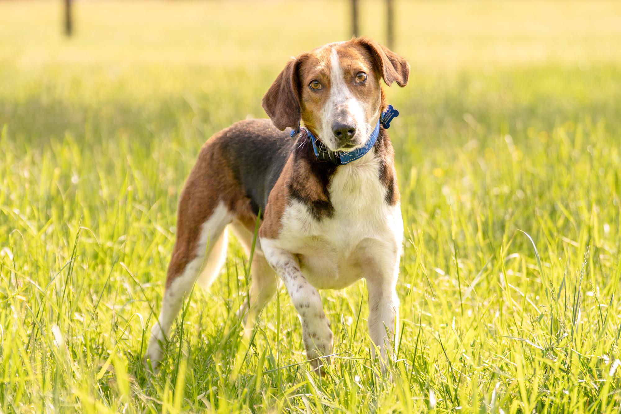 Sawyer, a Adoptable mixed breed in Louisa, VA image 2/4