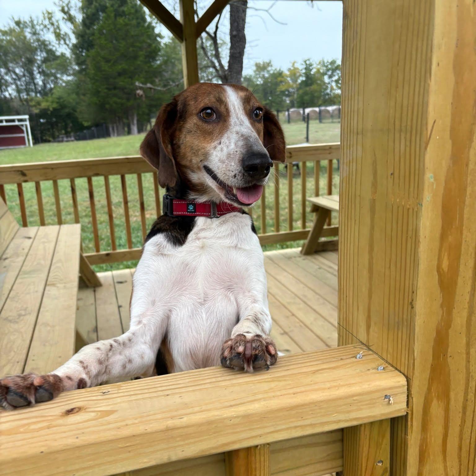Sawyer, a Adoptable mixed breed in Louisa, VA image 3/4