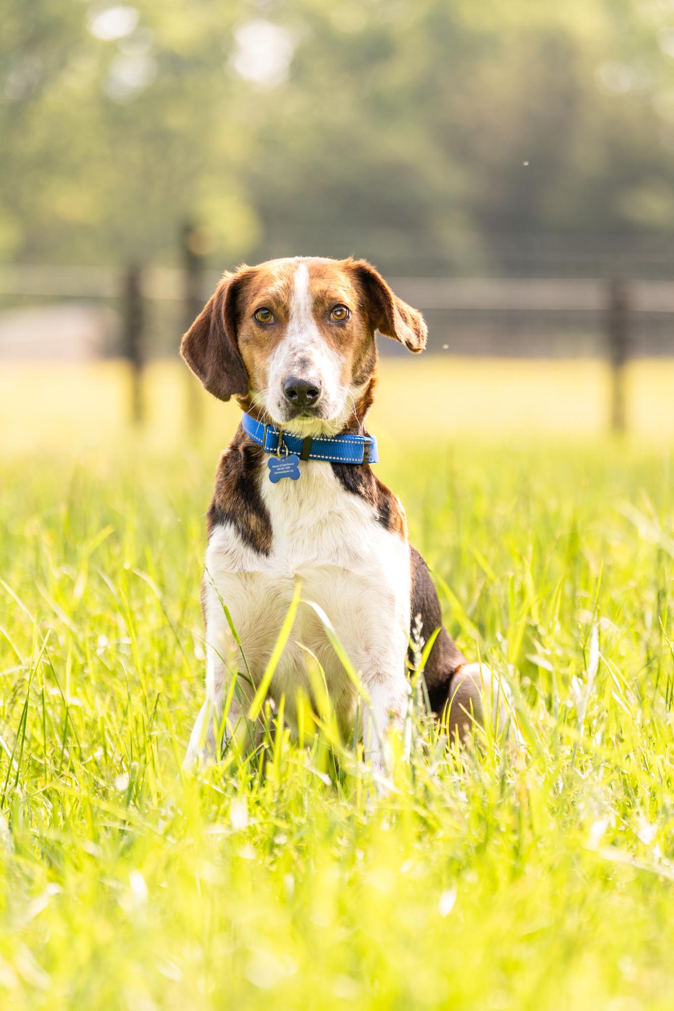 Sawyer, a Adoptable mixed breed in Louisa, VA image 1/4