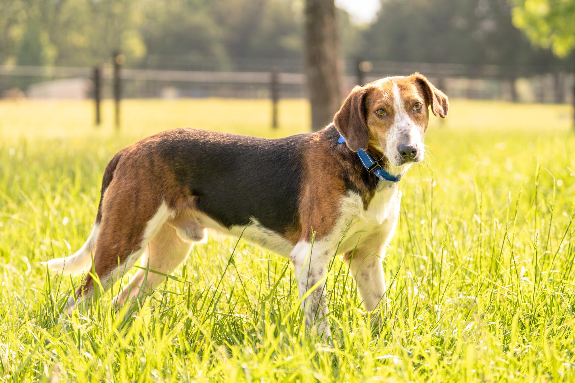 Sawyer, a Adoptable mixed breed in Louisa, VA image 3/4