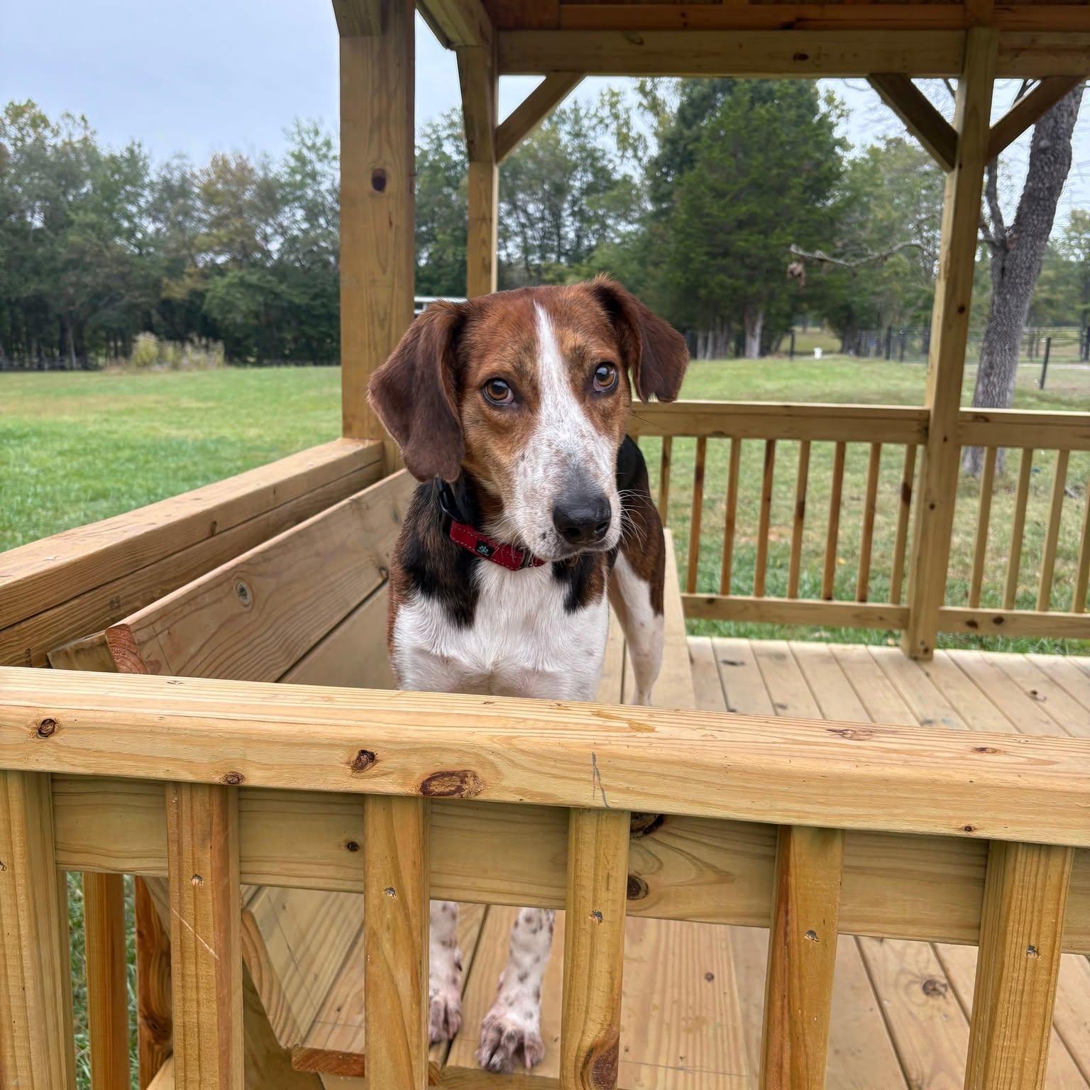 Sawyer, a Adoptable mixed breed in Louisa, VA image 4/4
