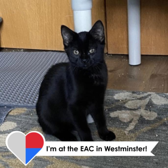 Shade, a Adoptable Domestic Short Hair in Westminster, CO image 2/3