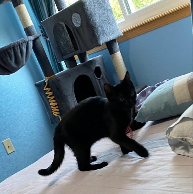 Shade, a Adoptable Domestic Short Hair in Westminster, CO image 3/3