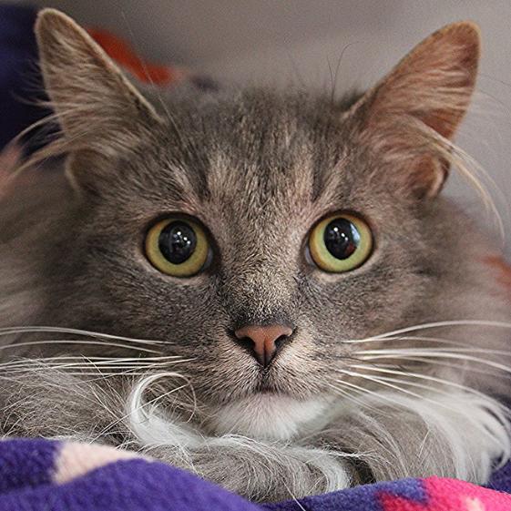 Mary Lou, Adoptable, Adult Female Domestic Long Hair.