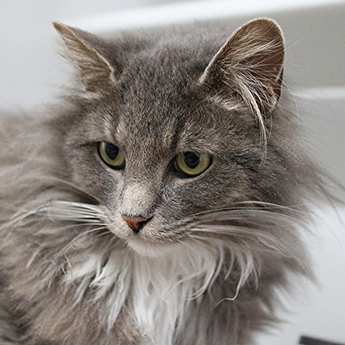 Enlarge Mary Lou, a Adoptable Domestic Long Hair in Defiance, OH image 2/3
