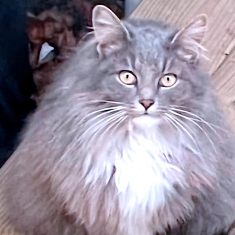 Enlarge Mary Lou, a Adoptable Domestic Long Hair in Defiance, OH image 3/3
