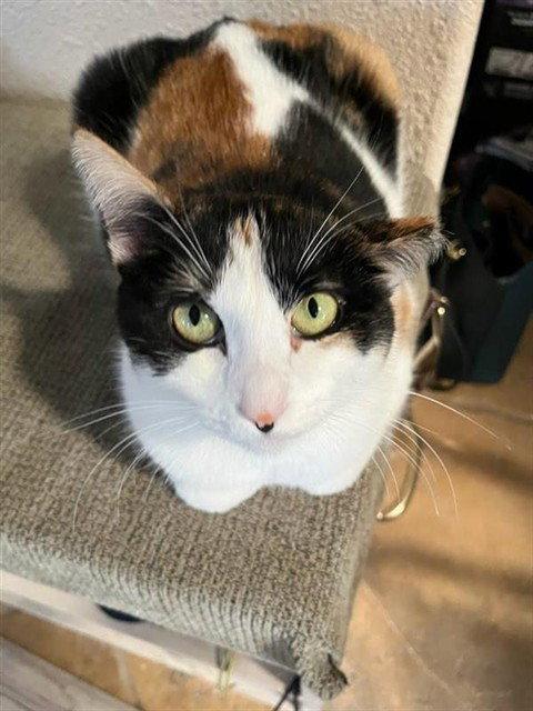 Wisteria, Adoptable, Adult Female Domestic Short Hair.