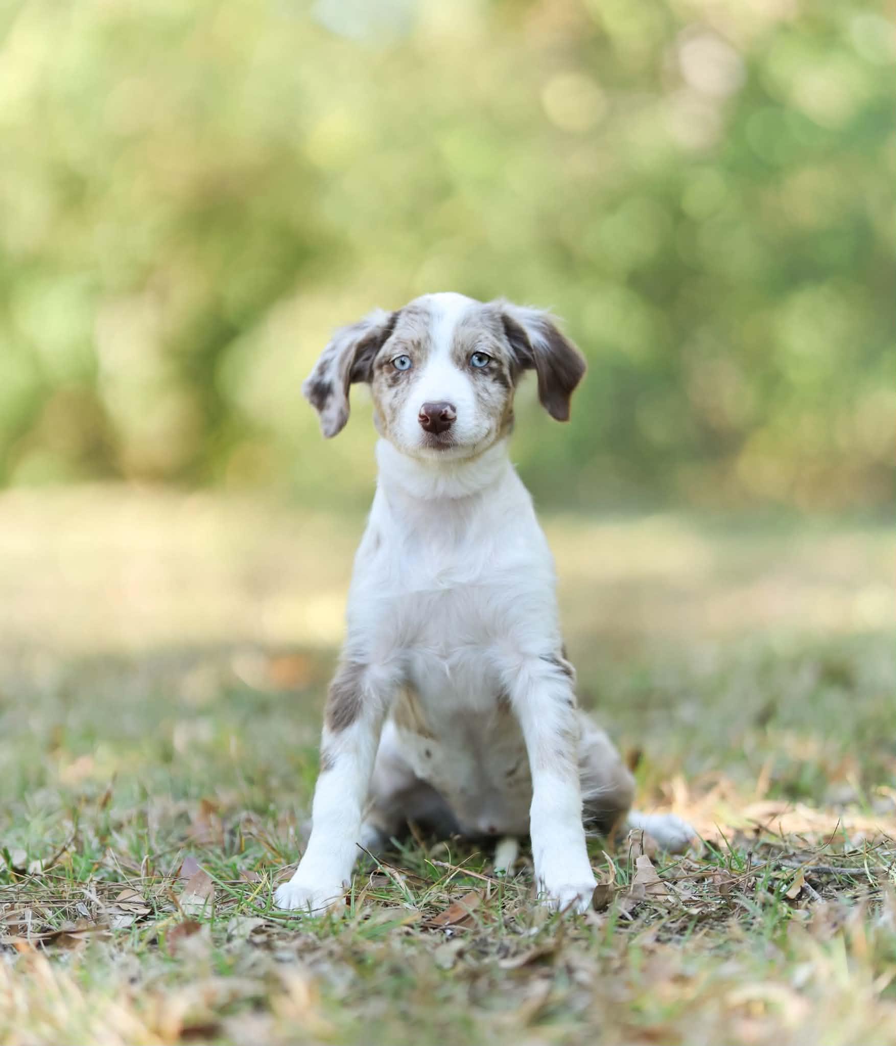 Enlarge Latte, a Adoptable mixed breed in Brattleboro, VT image 4/5