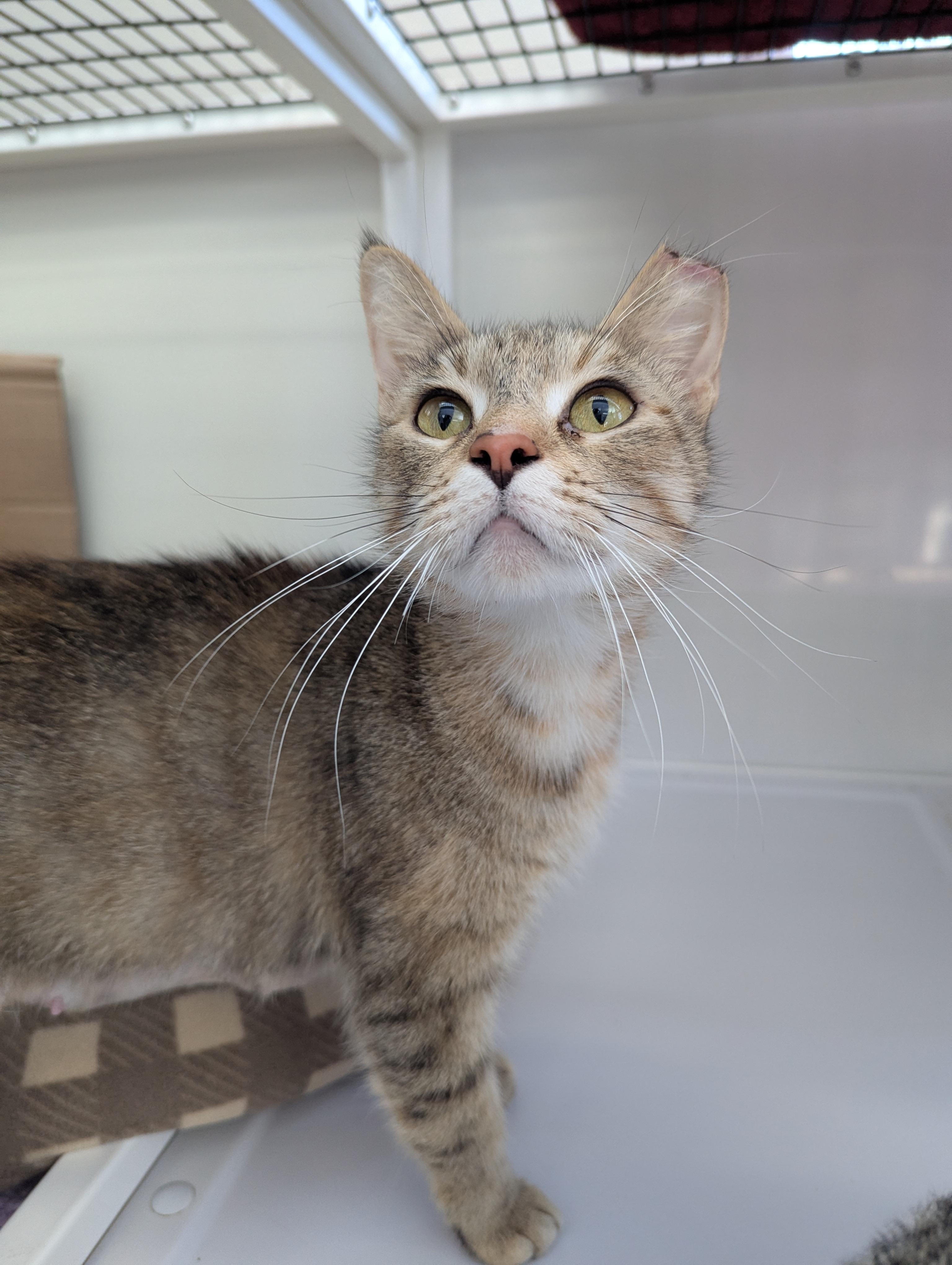 NASCAR, Adoptable, Adult Female Domestic Short Hair.