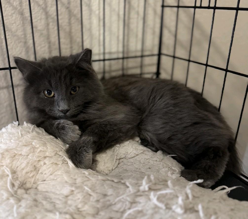 Finn, a ADOPTABLE Domestic Medium Hair in Reno, NV image 1/3