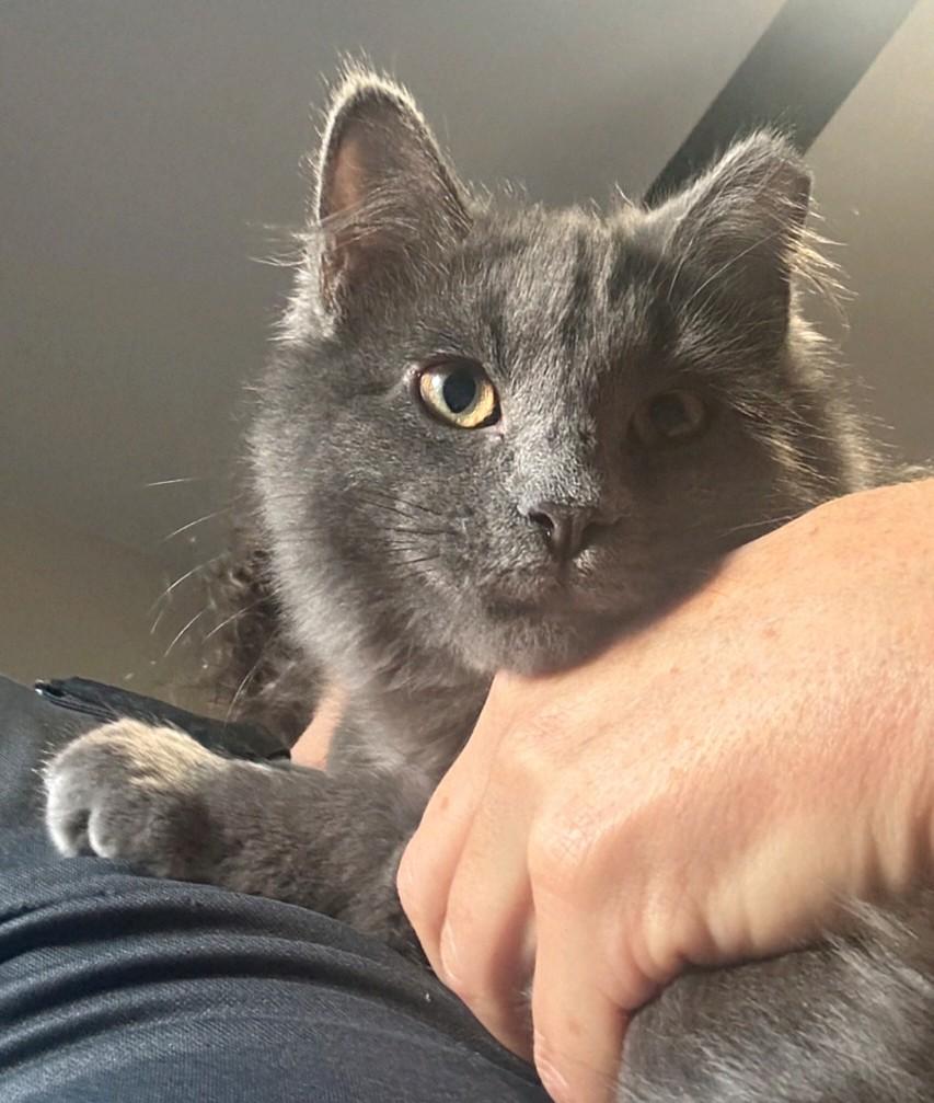 Finn, a ADOPTABLE Domestic Medium Hair in Reno, NV image 2/3