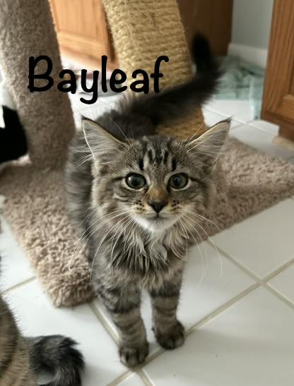 Enlarge Dill (m), Thyme (F) Oregano (m) Bayleaf (m), a ADOPTABLE mixed breed in Leesburg, VA image 5/5