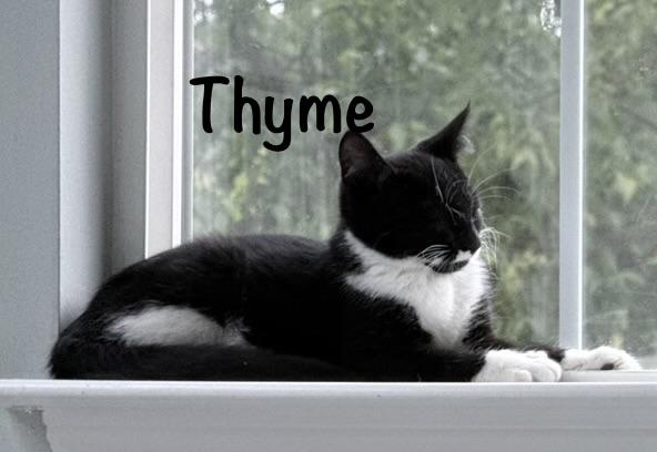 Enlarge Dill (m), Thyme (F) Oregano (m) Bayleaf (m), a ADOPTABLE mixed breed in Leesburg, VA image 3/5