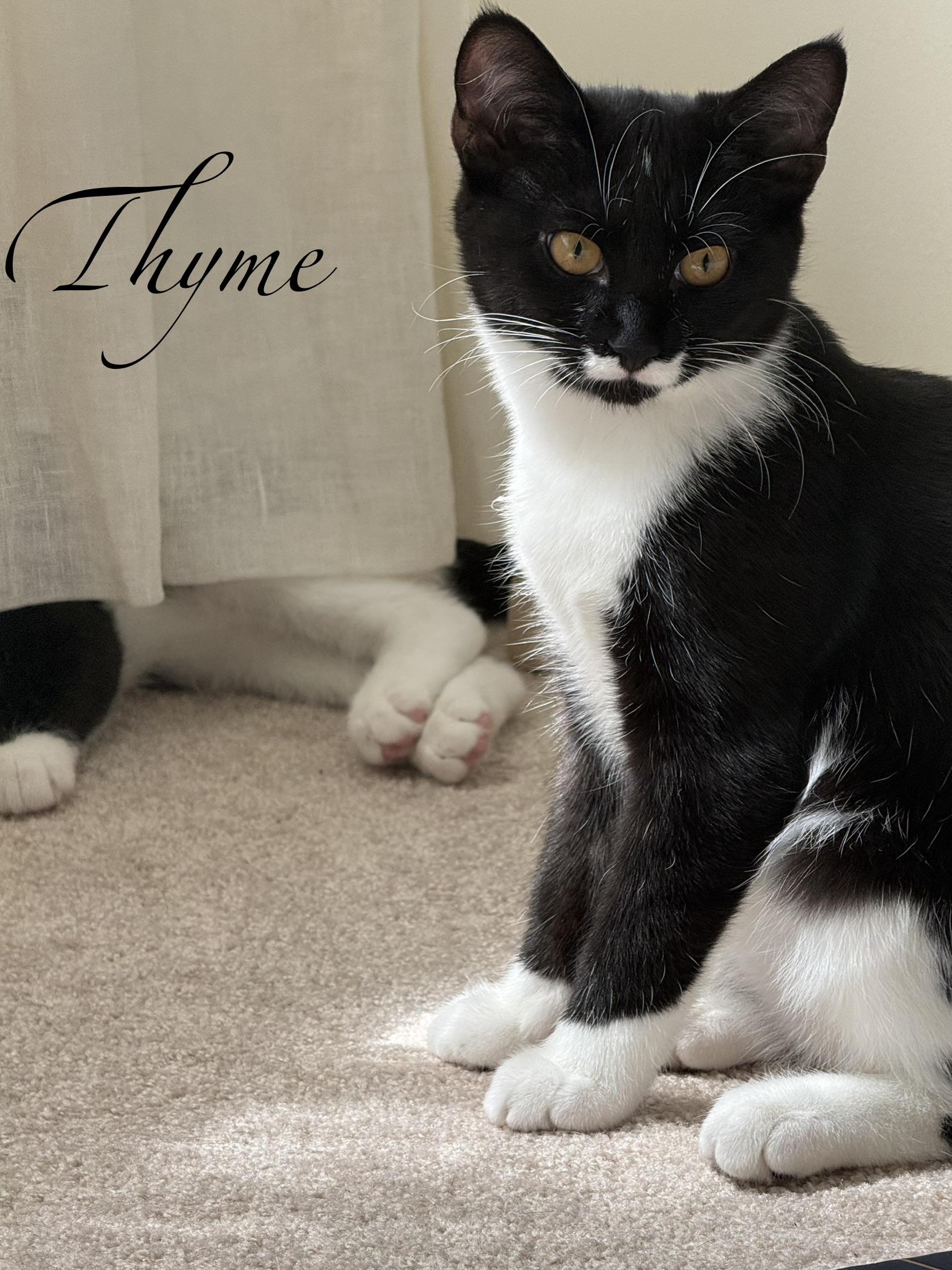 Enlarge Dill (m), Thyme (F) Oregano (m), a Adoptable mixed breed in Leesburg, VA image 4/4