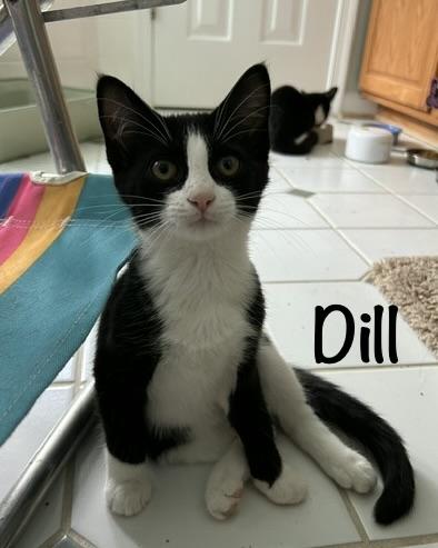 Enlarge Dill (m), Thyme (F) Oregano (m) Bayleaf (m), a ADOPTABLE mixed breed in Leesburg, VA image 4/5