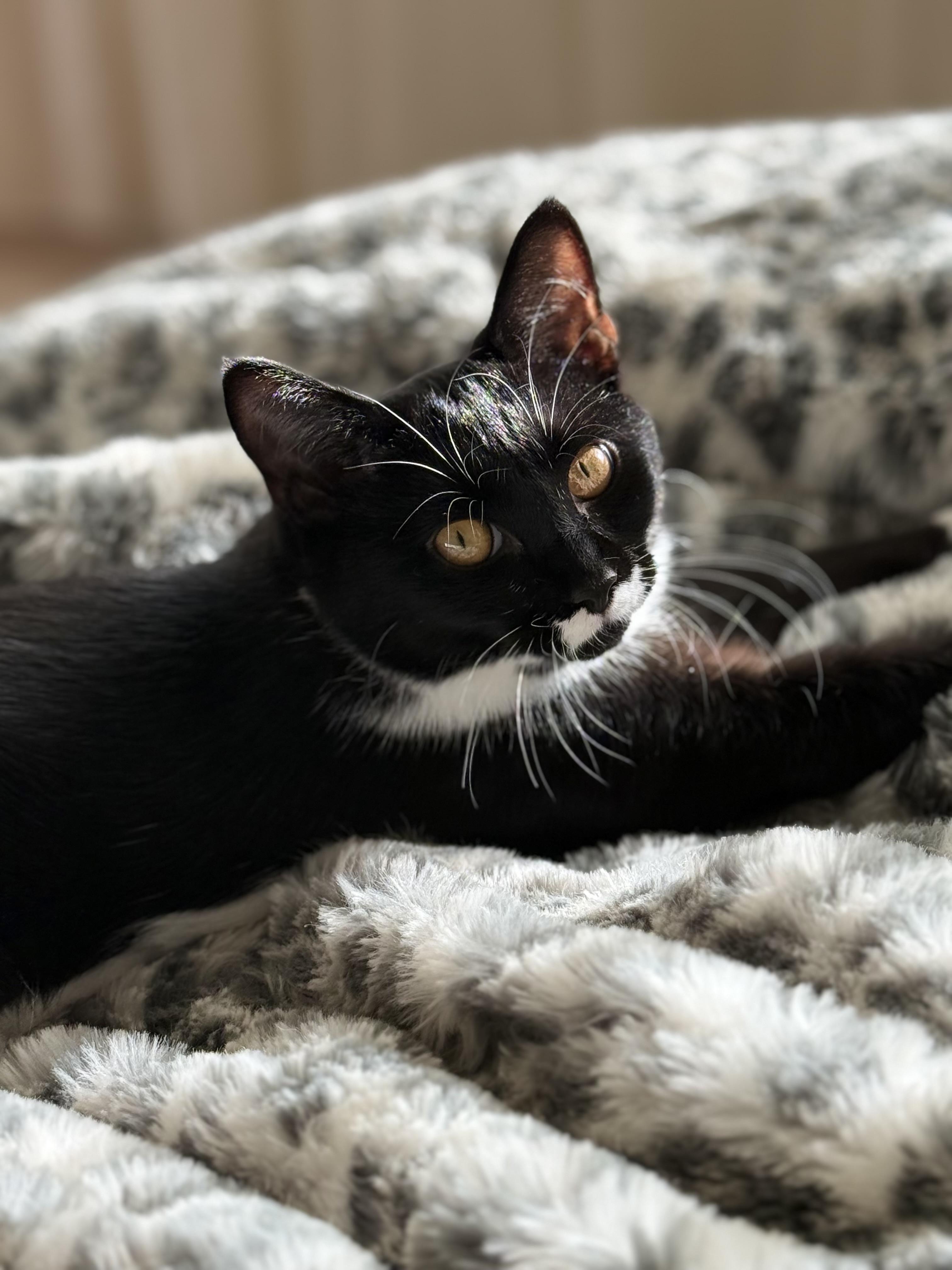 Thyme, Adoptable, Kitten Female Domestic Short Hair.