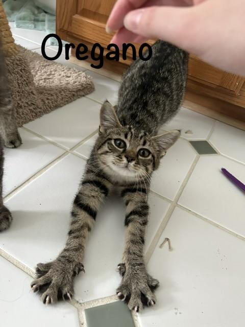 Enlarge Dill (m), Thyme (F) Oregano (m) Bayleaf (m), a ADOPTABLE mixed breed in Leesburg, VA image 2/5