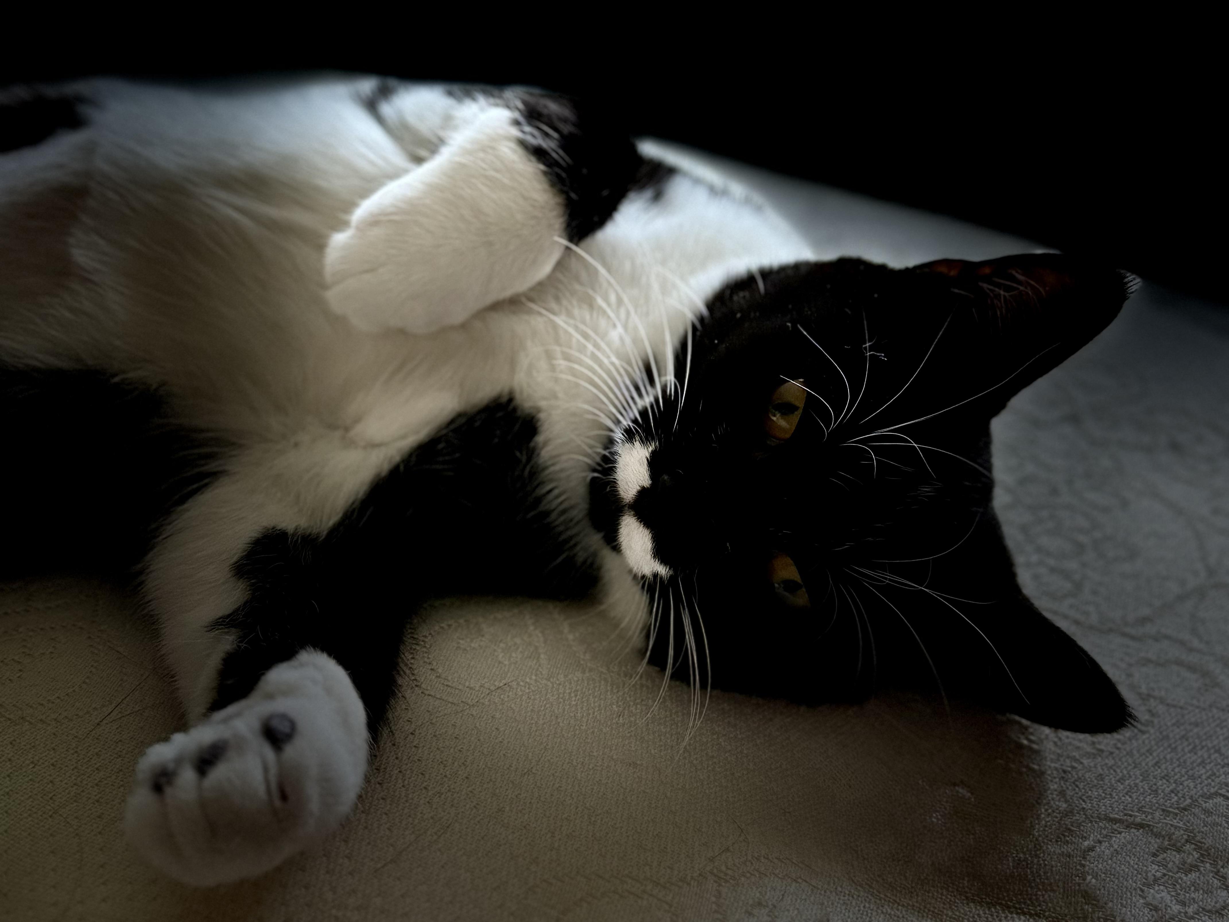 Enlarge Thyme, a Adoptable mixed breed in Leesburg, VA image 2/4