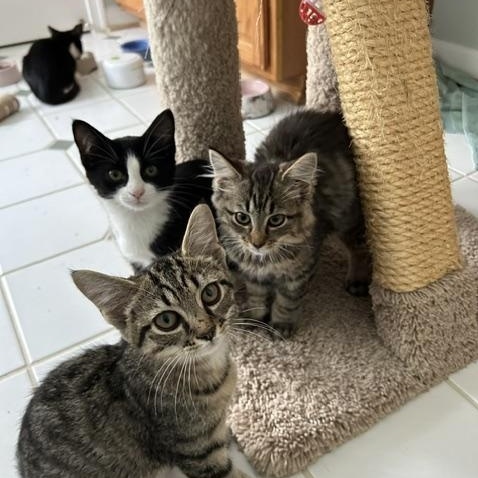 Dill (m), Thyme (F) Oregano (m) Bayleaf (m), ADOPTABLE, Kitten Male Domestic Short Hair.