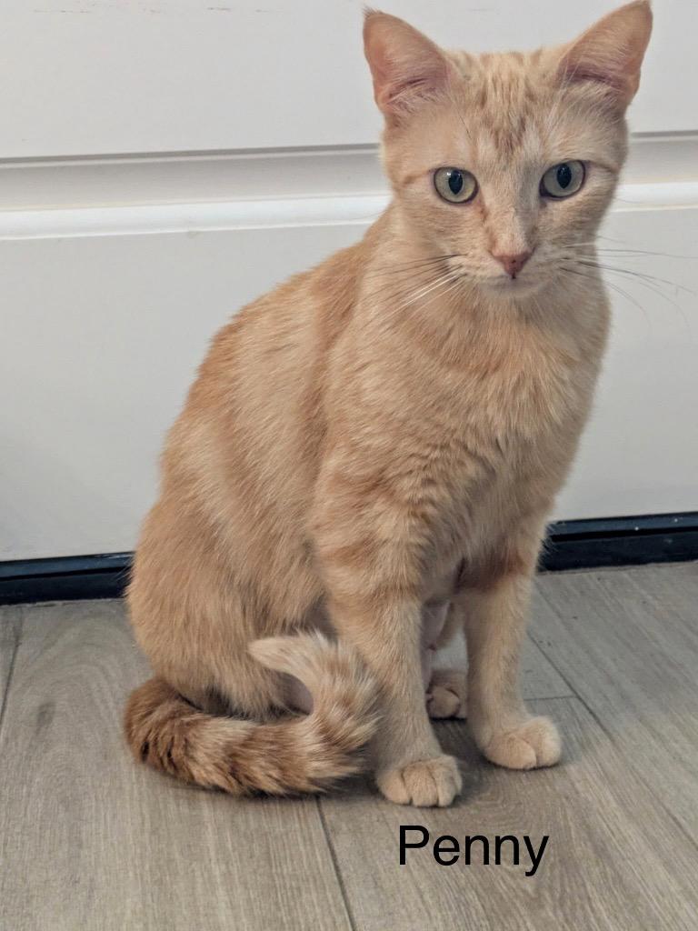 Penny, Adoptable, Young Female Domestic Short Hair.