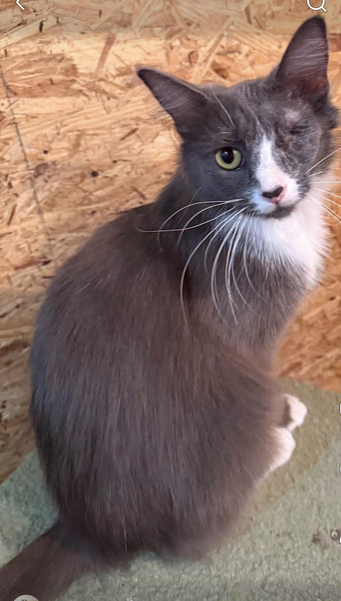 Puffins, Adoptable, Young Female Domestic Long Hair.