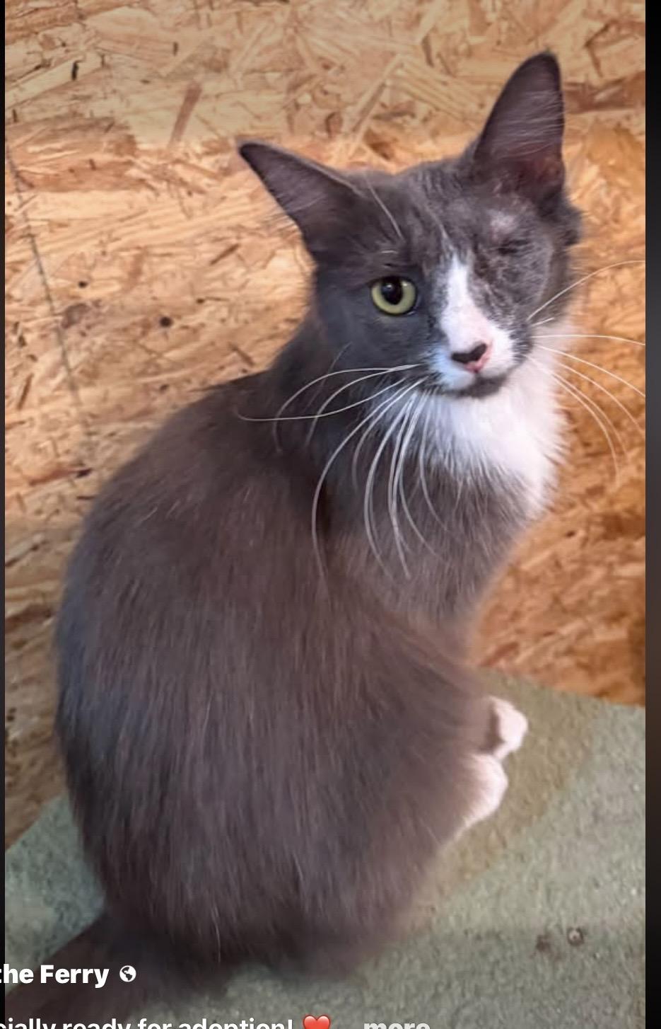 Enlarge Puffins, a Adoptable Domestic Long Hair in Sneads Ferry, NC image 2/2