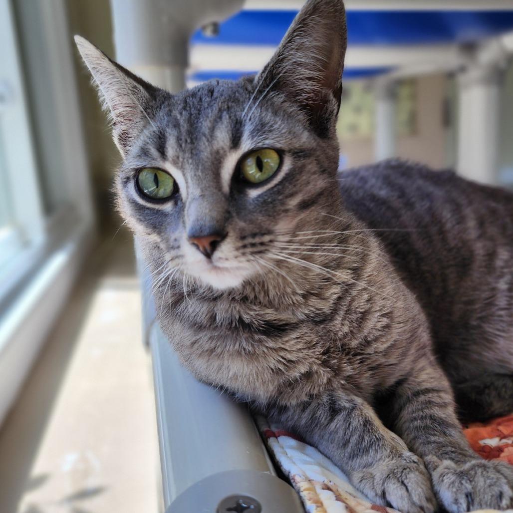Paris, Adoptable, Adult Female American Shorthair.